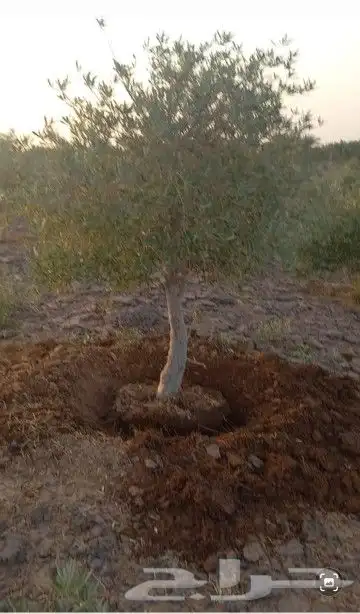 زراعة النخيل وشبوك المزارع 0