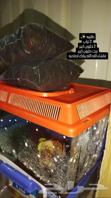 حلزونات حلزون 0