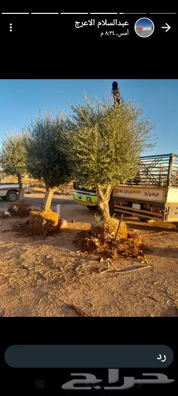 زراعة النخيل وشبوك المزارع 1