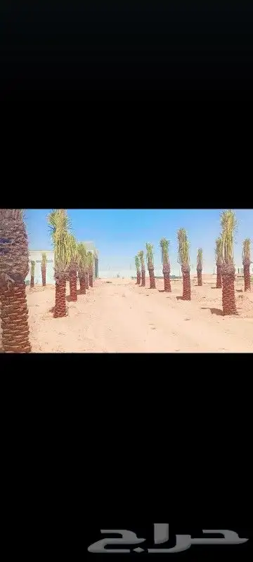 توريد وتصدير نخيل بجميع النواع متوفره 4