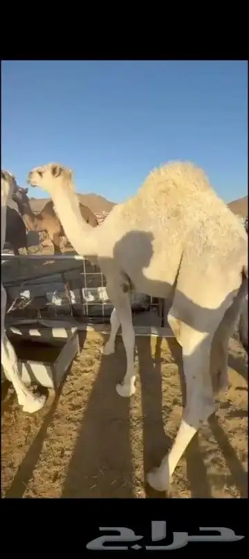 قعود كفو مبدأ او زواج للبيع 0