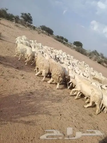ضان حري ممتازة 0