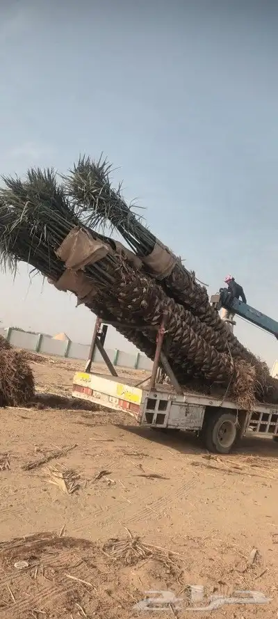يوجد لدينا جميع انواع انخيل 8