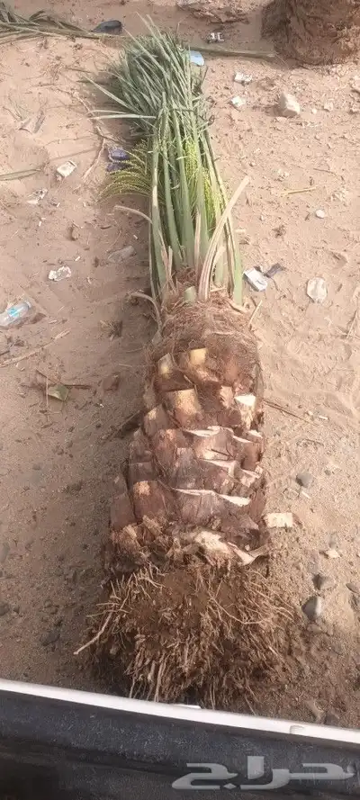 يوجد لدينا جميع انواع انخيل 4