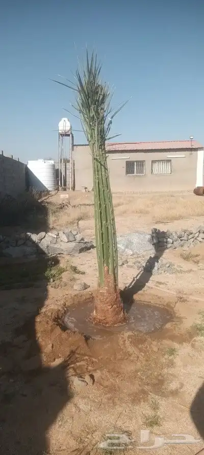 يوجد لدينا جميع انواع انخيل 6