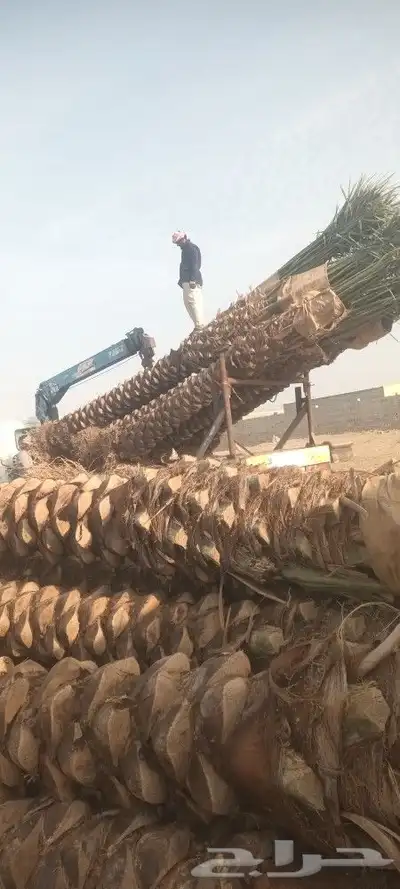 يوجد لدينا جميع انواع انخيل 9