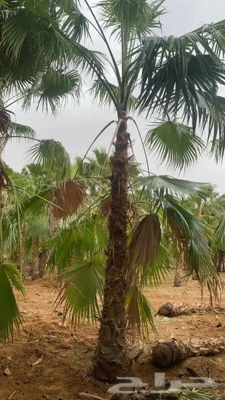 نخل واشنطني زينه رقم واحد توريد وتركيب 2