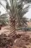 زراعة النخيل وشبوك المزارع 3
