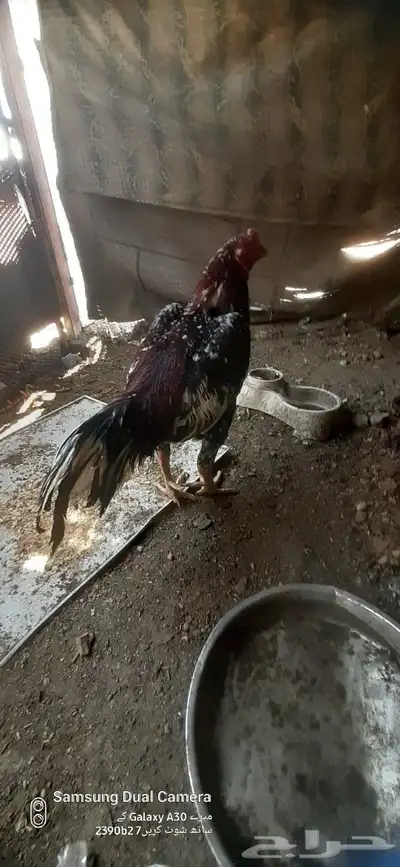 ديك باكستاني 0
