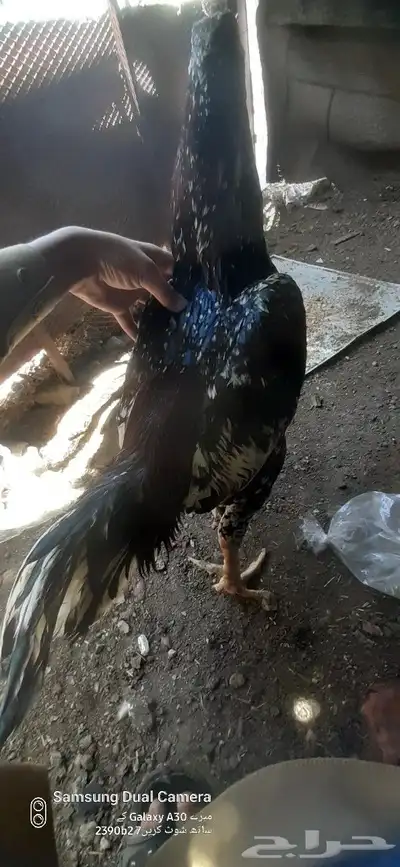 ديك باكستاني 1