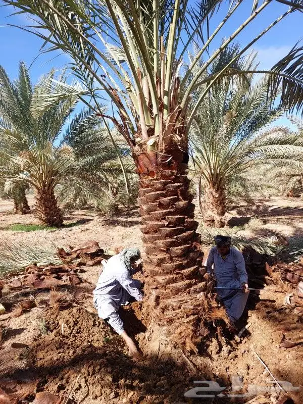 يوجد لدينا جميع انواع النخيل العربي والزينه 8