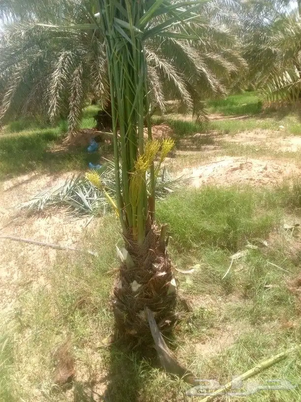 توريد وتصدير نخيل بجميع النواع متوفره 2
