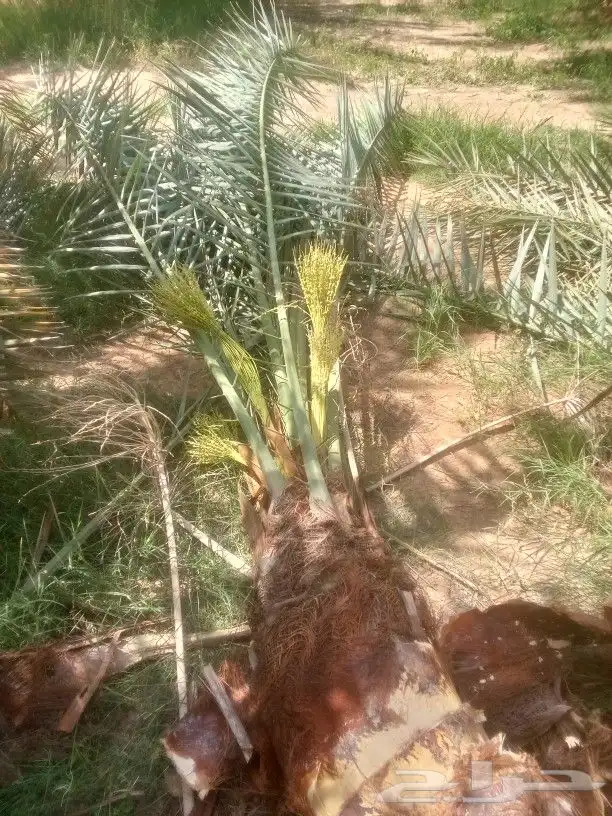 توريد وتصدير نخيل بجميع النواع متوفره 3