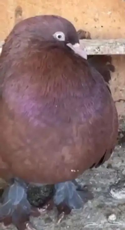 جوز رقاص هولندي احمر معه فرخين 1