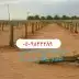 زراعة النخيل وشبوك المزارع 5