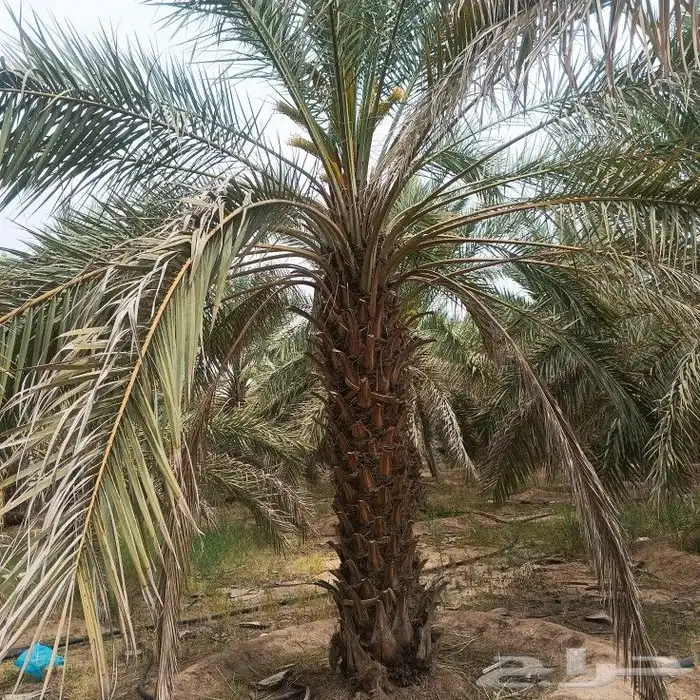 بيع نخل سكري من 2.5 من 3.5 5