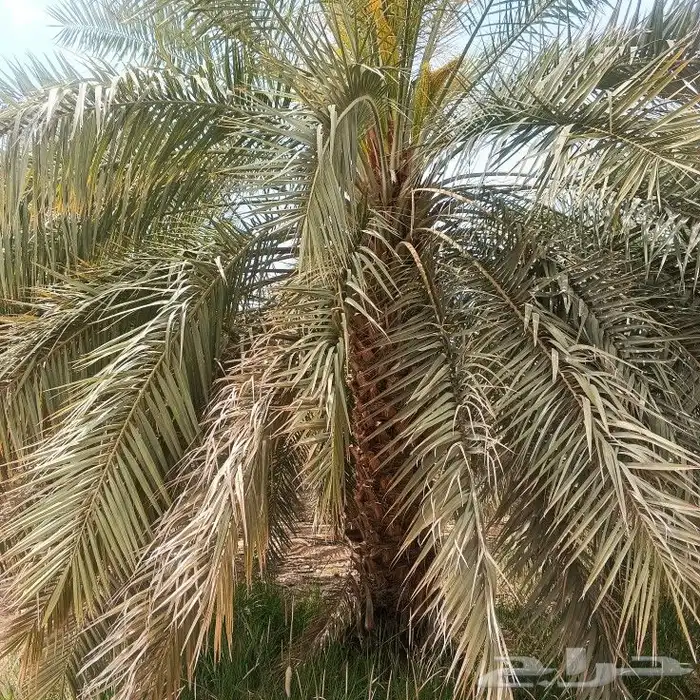 بيع نخل سكري من 2.5 من 3.5 2