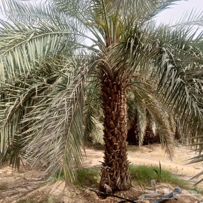 بيع نخل سكري من 2.5 من 3.5 4