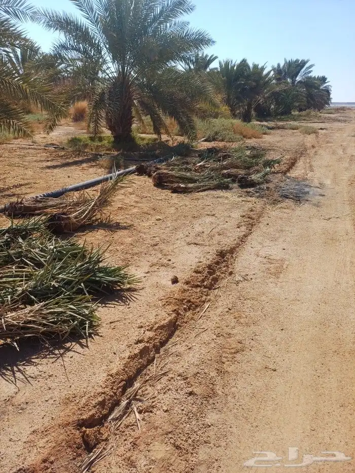 يوجد لدينا فسايل نخيل خلاص حساء اسعار مناسبه 6