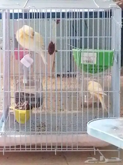 حبتين كناري سوري 0
