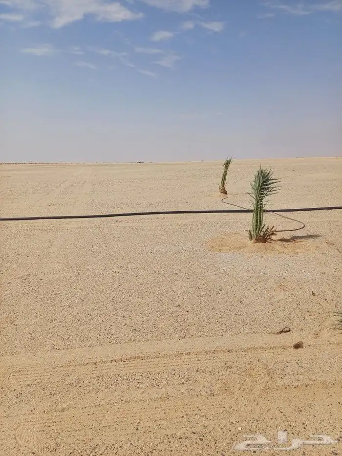 يوجد لدينا فسايل نخيل خلاص حساء اسعار مناسبه 4