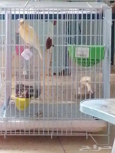 حبتين كناري سوري 1