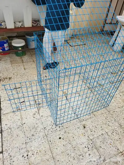 شبوك عرض وتشميس 8