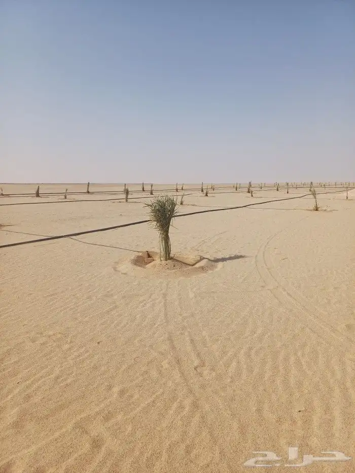 يوجد لدينا فسايل نخيل خلاص حساء اسعار مناسبه 2