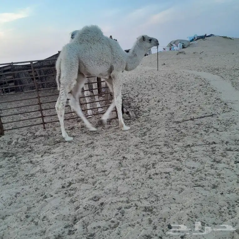 قعدان فل الفل السوم8700 1