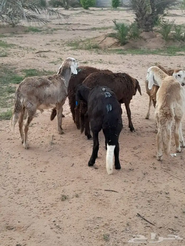 سواكن 2