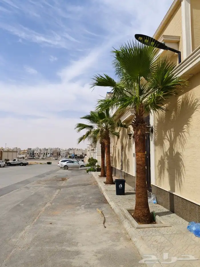 تكريب وزراعه نخل واشنطن امريكي 0