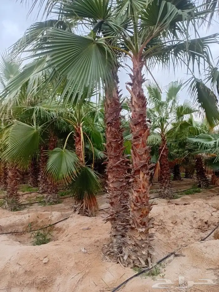 يوجد لدينا جميع انواع النخيل العربي والزينه 2