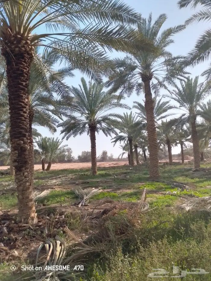 نعم الجميع اشغال النخيل تجديد عربي تكريم هلالي كليب واشنطن 2