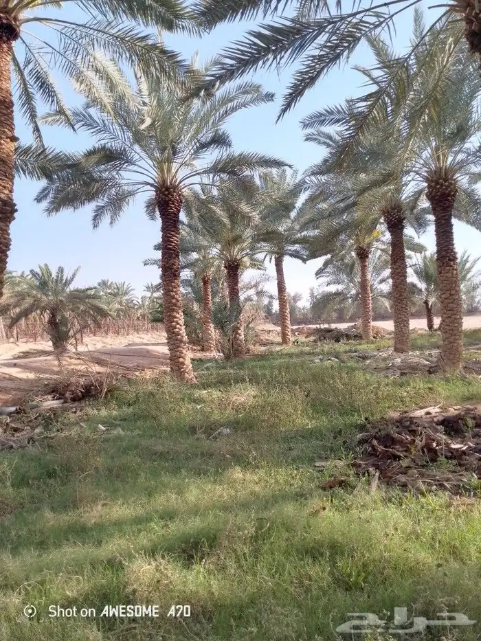 نعم الجميع اشغال النخيل تجديد عربي تكريم هلالي كليب واشنطن 1