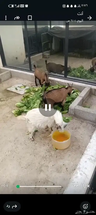 عنز قزم للبيع 2