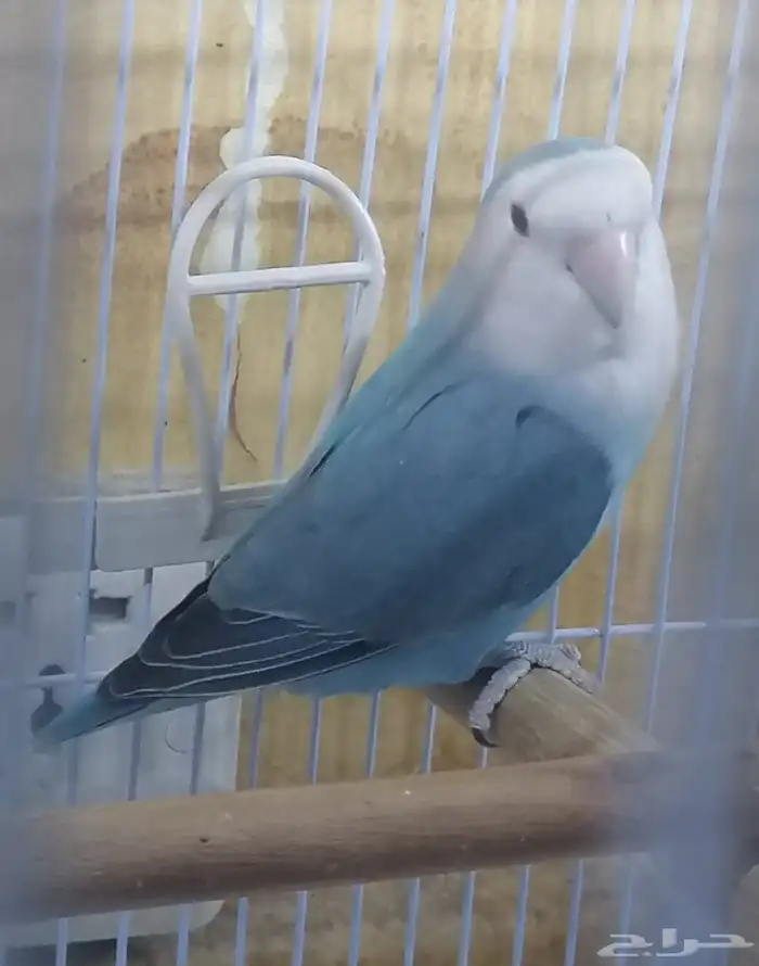 ذكرين روز للبيع 6