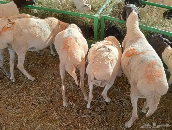 وصلنا الجديد يا أهل الطيب غنم بربري للبيع 9
