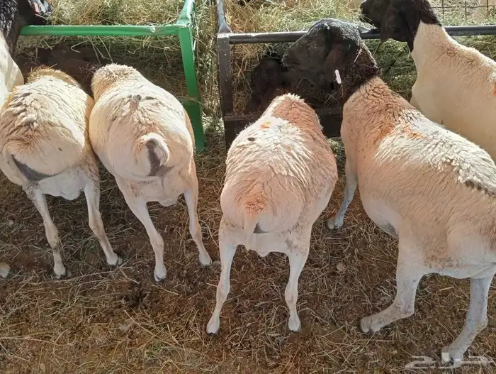 وصلنا الجديد يا أهل الطيب غنم بربري للبيع 4