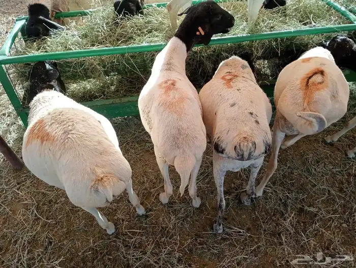 وصلنا الجديد يا أهل الطيب غنم بربري للبيع 2