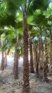 نخل وشنطني وعربي 1