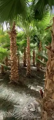 نخل وشنطني وعربي 0
