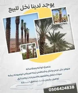 يوجد لدينا جميع انواع النخل الواشنطني وجميع المقاسات ونوصل 0