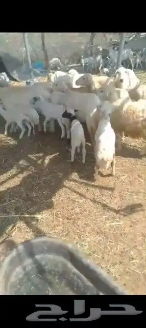 ضأن رفيدي أكبر جرم العدد مفتوح مولدات قرايب علا الشرط 2