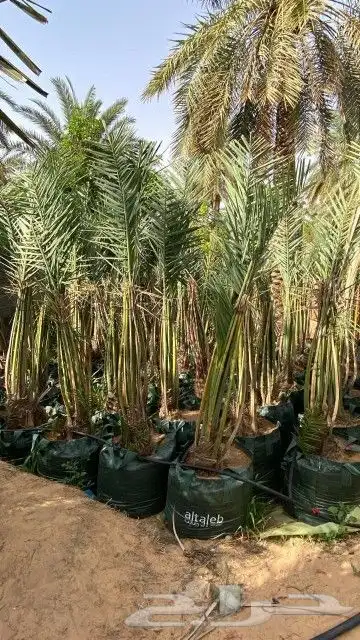 يوجد لدينا جميع انواع النخيل لتواصل 1