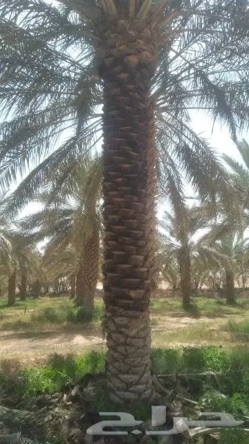 خدمت نخل عربي وامريكي تكريب 3