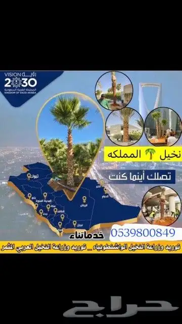 نخيل واشنطن ونخيل عربي 5