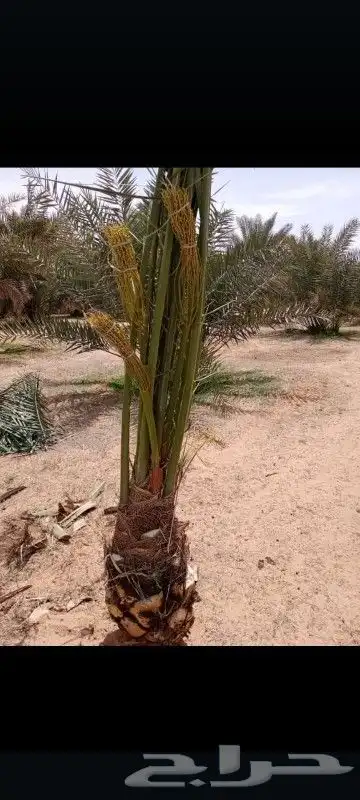 السلام عليكم يوجد لدينا جميع انواع النخل صقعي ومجدوله وهل 1