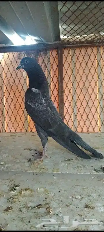 طبات تيدي سخي 0