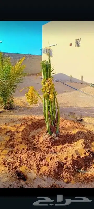 السلام عليكم يوجد لدينا جميع انواع النخل صقعي ومجدوله وهل 0