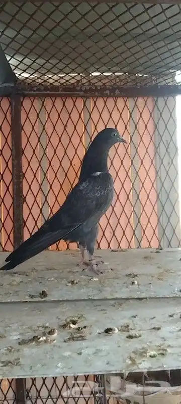 طبات تيدي سخي 1